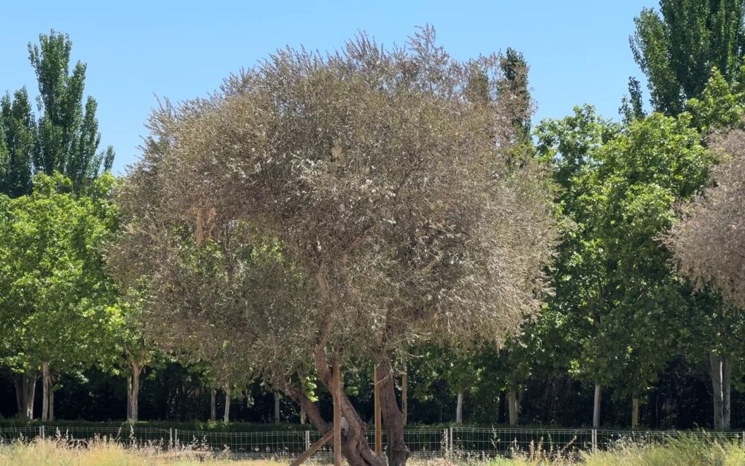 Más Madrid Móstoles exige al Gobierno de Móstoles garantizar la salud de los olivos trasplantados en la calle Málaga.